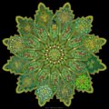 thumbnails/003-04 aulne grand.jpg.small.jpeg