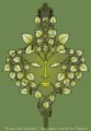 thumbnails/000-01 bouleau tete feuillatre.jpg.small.jpeg