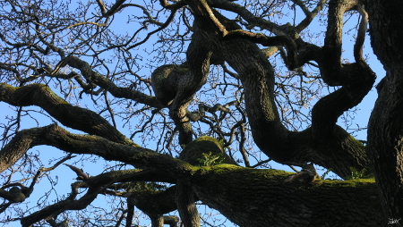 Rencontres avec des arbres remarquables - Meetings with remarkable trees