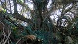 thumbnails/008-46 rencontres avec des arbres remarquables - Trogor.JPG.small.jpeg