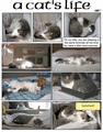 thumbnails/001-cat02.jpg.small.jpeg